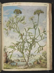 Crithmum maritimum, muligens Crithmum, fra "Paintings of Flora of the Roman States" av Gherardo Cibo, Add MS 22333, f168r, c.1564-84 (akvarell og gouache på papir)