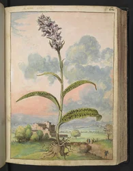 Dactylorhiza fuchsii, fra "Paintings of Flora of the Roman States" av Gherardo Cibo, Add MS 22333, f065r, c.1564-84 (akvarell og gouache på papir)
