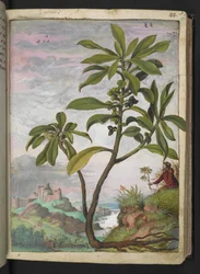 Daphne laureola, fra "Paintings of Flora of the Roman States" av Gherardo Cibo, Add MS 22333, f037r, c.1564-84 (akvarell og gouache på papir)