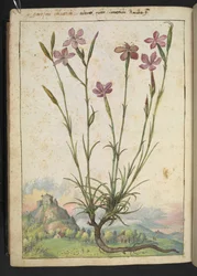 Dianthus longicaulis: En plante med rosa kronblad, fra "Paintings of Flora of the Roman States" av Gherardo Cibo, Add MS 22333, f179v, c.1564-84 (akvarell og gouache på papir)