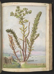 Euphorbia paralias, fra "Paintings of Flora of the Roman States" av Gherardo Cibo, Add MS 22333, f155r, c.1564-84 (akvarell og gouache på papir)