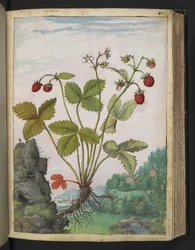 Fragaria vesca, fra "Paintings of Flora of the Roman States" av Gherardo Cibo, Add MS 22333, f082r, c.1564-84 (akvarell og gouache på papir)