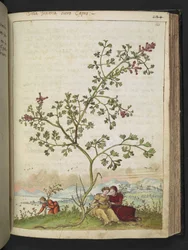 Fumaria gaillardotii , fra "Paintings of Flora of the Roman States" av Gherardo Cibo, Add MS 22333, f121r, c.1564-84 (akvarell og gouache på papir)