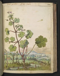 Geranium rotundifolium: En plante med rosa blomster. , fra "Paintings of Flora of the Roman States" av Gherardo Cibo, Add MS 22333, f098r, c.1564-84 (akvarell og gouache på papir)