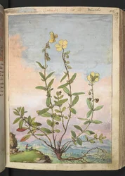 Helianthemum nummularium, fra "Paintings of Flora of the Roman States" av Gherardo Cibo, Add MS 22333, f055r, c.1564-84 (akvarell og gouache på papir)