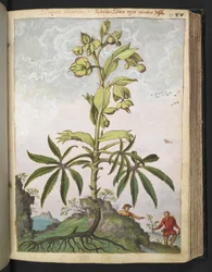 Helleborus foetidus, fra "Paintings of Flora of the Roman States" av Gherardo Cibo, Add MS 22333, f089r, c.1564-84 (akvarell og gouache på papir)