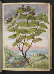 Hypericum hircinum, fra "Paintings of Flora of the Roman States" av Gherardo Cibo, Add MS 22333, f034r, c.1564-84 (akvarell og gouache på papir)