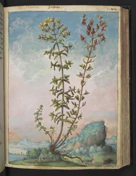 Hypericum perforatum, fra "Paintings of Flora of the Roman States" av Gherardo Cibo, Add MS 22333, f083r, c.1564-84 (akvarell og gouache på papir)