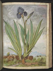 Iris germanica, fra "Paintings of Flora of the Roman States" av Gherardo Cibo, Add MS 22333, f148r, c.1564-84 (akvarell og gouache på papir)