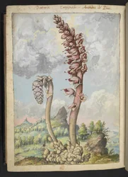 Lathrea squammaria, fra "Paintings of Flora of the Roman States" av Gherardo Cibo, Add MS 22333, f178v, c.1564-84 (akvarell og gouache på papir)