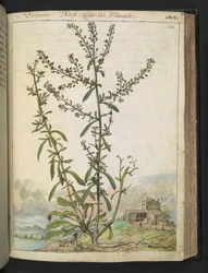 Lepidium graminifolium, fra "Paintings of Flora of the Roman States" av Gherardo Cibo, Add MS 22333, f120r, c.1564-84 (akvarell og gouache på papir)