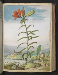 Lilium bulbiferum: En plante med røde kronblad, fra "Paintings of Flora of the Roman States" av Gherardo Cibo, Add MS 22333, f080r, c.1564-84 (akvarell og gouache på papir)