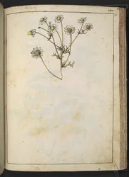 Matricaria chamomilla (Camomile), fra "Paintings of Flora of the Roman States" av Gherardo Cibo, Add MS 22333, f163r, c.1564-84 (akvarell og gouache på papir)