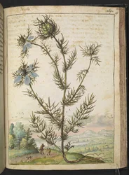 Nigella damascena, fra "Paintings of Flora of the Roman States" av Gherardo Cibo, Add MS 22333, f161r, c.1564-84 (akvarell og gouache på papir)