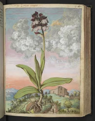 Orchis serapias, fra "Paintings of Flora of the Roman States" av Gherardo Cibo, Add MS 22333, f063r, c.1564-84 (akvarell og gouache på papir)