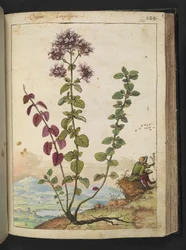 Origanum vulgare, fra "Paintings of Flora of the Roman States" av Gherardo Cibo, Add MS 22333, f130r, c.1564-84 (akvarell og gouache på papir)