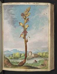 Orobanche gracilis, fra "Paintings of Flora of the Roman States" av Gherardo Cibo, Add MS 22333, f070r, c.1564-84 (akvarell og gouache på papir)