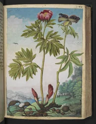Paeonia officinalis, fra "Paintings of Flora of the Roman States" av Gherardo Cibo, Add MS 22333, f085r, c.1564-84 (akvarell og gouache på papir)