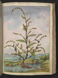 Persicaria hydropiper, fra "Paintings of Flora of the Roman States" av Gherardo Cibo, Add MS 22333, f152r, c.1564-84 (akvarell og gouache på papir)