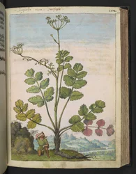Pimpinella major, fra "Paintings of Flora of the Roman States" av Gherardo Cibo, Add MS 22333, f100r, c.1564-84 (akvarell og gouache på papir)
