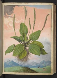 Plantago major, fra "Paintings of Flora of the Roman States" av Gherardo Cibo, Add MS 22333, f049r, c.1564-84 (akvarell og gouache på papir)