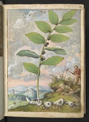 Polygonatum odoratum: En plante. En mann med en hakke, fra "Paintings of Flora of the Roman States" av Gherardo Cibo, Add MS 22333, f025r, c.1564-84 (akvarell og gouache på papir)