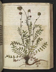 Sanguisorba minor, fra "Paintings of Flora of the Roman States" av Gherardo Cibo, Add MS 22333, f102r, c.1564-84 (akvarell og gouache på papir)