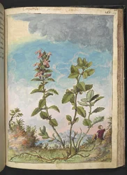 Teucrium chamaedrys (Wall Germander), fra "Paintings of Flora of the Roman States" av Gherardo Cibo, Add MS 22333, f159r, c.1564-84 (akvarell og gouache på papir)