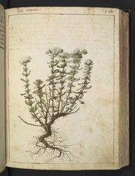 Teucrium montanum, fra "Paintings of Flora of the Roman States" av Gherardo Cibo, Add MS 22333, f068r, c.1564-84 (akvarell og gouache på papir)