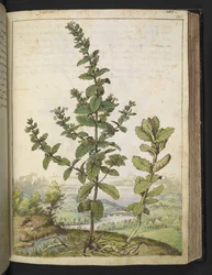 Teucrium scordium, fra "Paintings of Flora of the Roman States" av Gherardo Cibo, Add MS 22333, f105r, c.1564-84 (akvarell og gouache på papir)