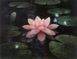Lotus-spritter