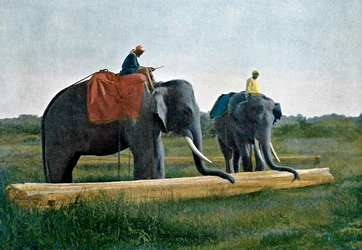 Elefanter som flytter en tømmerstokk, Ceylon, c1890