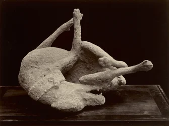 Hund, Pompeii, ca. 1870
