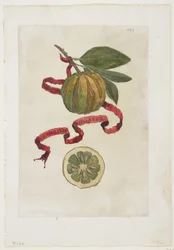 Aurantium Virgatum, fra Hesperides, 1646