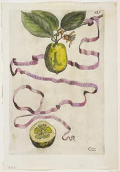 Idem Aurantium Limonis Effigle, fra Hesperides, 1646