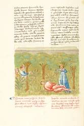 Decameron, Salvieplanten - Pasquinos død, Fjerde dag, novelle 7.