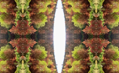 Unaturlig 81 (digitalt manipulert bilde)