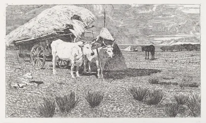 Okser spent for en kjerre (Maremma)