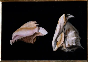To skjell (stilleben med skjell) Maleri av Filippo Napoletano (1587-1629) 1618 Dim 39x56 cm Firenze, palazzo Pitti