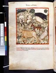 Theatrum sanitatis av Ububchasym de Baldach: #39;Animalia Castrata#39;, første tiår av 1300-tallet (miniatyr)