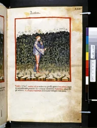 Theatrum sanitatis av Ububchasym de Baldach: #39;Anisum#39;, første tiår av 1300-tallet (miniatyr)