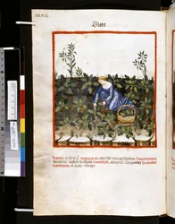 Theatrum sanitatis av Ububchasym de Baldach: #39;Blete#39;, første tiår av 1300-tallet (miniatyr)
