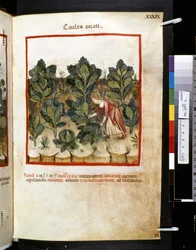 Theatrum sanitatis av Ububchasym de Baldach: #39;Caules Onati#39;, første tiår av 1300-tallet (miniatyr)