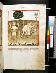 Theatrum sanitatis av Ububchasym de Baldach: #39;Estas#39;, første tiår av 1300-tallet (miniatyr)