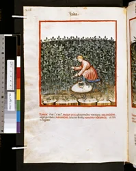 Theatrum sanitatis av Ububchasym de Baldach: #39;Faba#39;, første tiår av 1300-tallet (miniatyr)