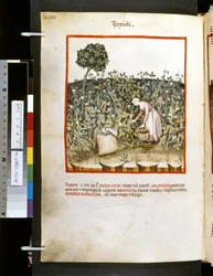 Theatrum sanitatis av Ububchasym de Baldach: #39;Faxioli#39;, første tiår av 1300-tallet (miniatyr)