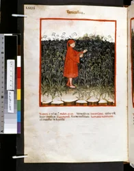 Theatrum sanitatis av Ububchasym de Baldach: #39;Feniculus#39;, første tiår av 1300-tallet (miniatyr)