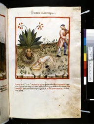 Theatrum sanitatis av Ububchasym de Baldach: #39;Fructus Mandragorae#39;, første tiår av 1300-tallet (miniatyr)