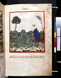Theatrum sanitatis av Ububchasym de Baldach: #39;Lactuce#39;, første tiår av 1300-tallet (miniatyr)