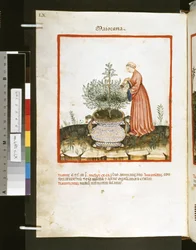 Theatrum sanitatis av Ububchasym de Baldach: #39;Maiorana#39;, første tiår av 1300-tallet (miniatyr)